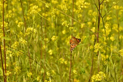 DSC_6421 (Large).JPG